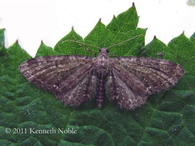 common pug (Eupithecia vulgata) Kenneth Noble